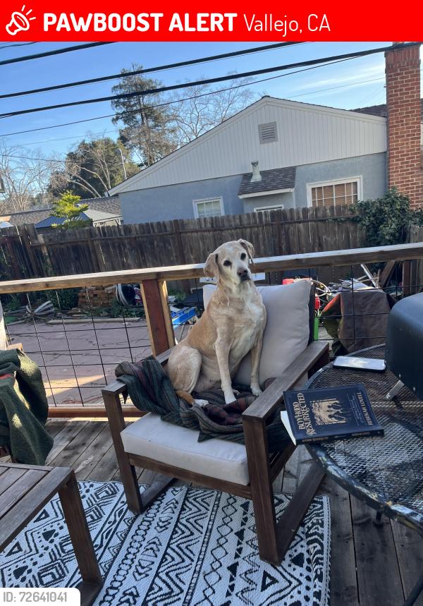 Lost Female Dog last seen Fleming and Calaveras, Vallejo, CA 94590