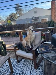 Lost Female Dog last seen Fleming and Calaveras, Vallejo, CA 94590