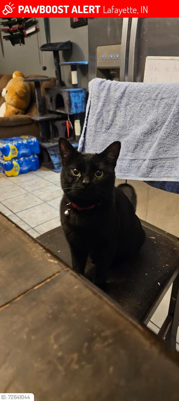 Lost Male Cat last seen murdock park, Lafayette, IN 47904