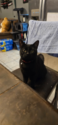 Lost Male Cat last seen murdock park, Lafayette, IN 47904