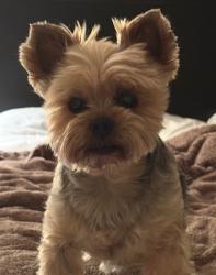 Lost Male Dog last seen Near Perry Court on Lake Katherine, Columbia, SC 29206