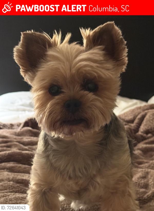Lost Male Dog last seen Near Perry Court on Lake Katherine, Columbia, SC 29206