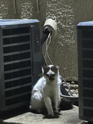 Found/Stray Unknown Cat last seen In the community, Austin, TX 78729