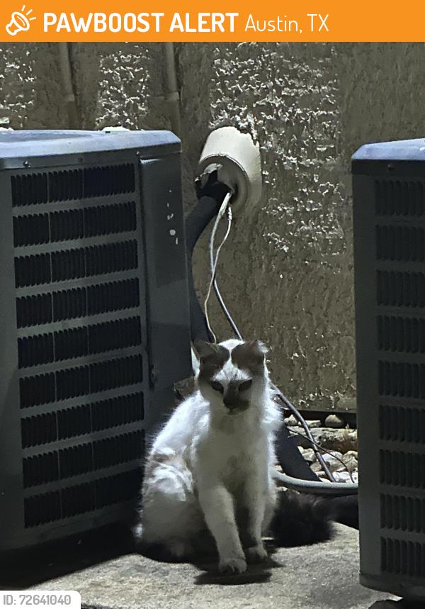 Found/Stray Unknown Cat last seen In the community, Austin, TX 78729