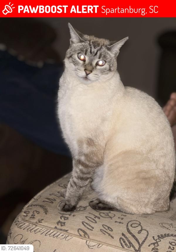 Lost Male Cat last seen Fort Prince Rd. Spartanburg, SC, Spartanburg, SC 29303