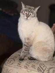 Lost Male Cat last seen Fort Prince Rd. Spartanburg, SC, Spartanburg, SC 29303