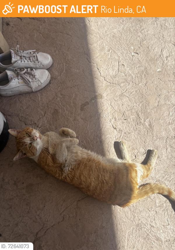 Found/Stray Male Cat last seen stop and shop gas station , Rio Linda, CA 95673