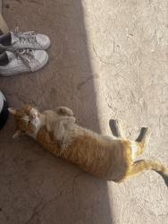 Found/Stray Male Cat last seen stop and shop gas station , Rio Linda, CA 95673