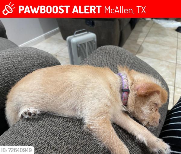 Lost Female Dog last seen Balboa street, McAllen, TX 78503