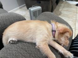 Lost Female Dog last seen Balboa street, McAllen, TX 78503