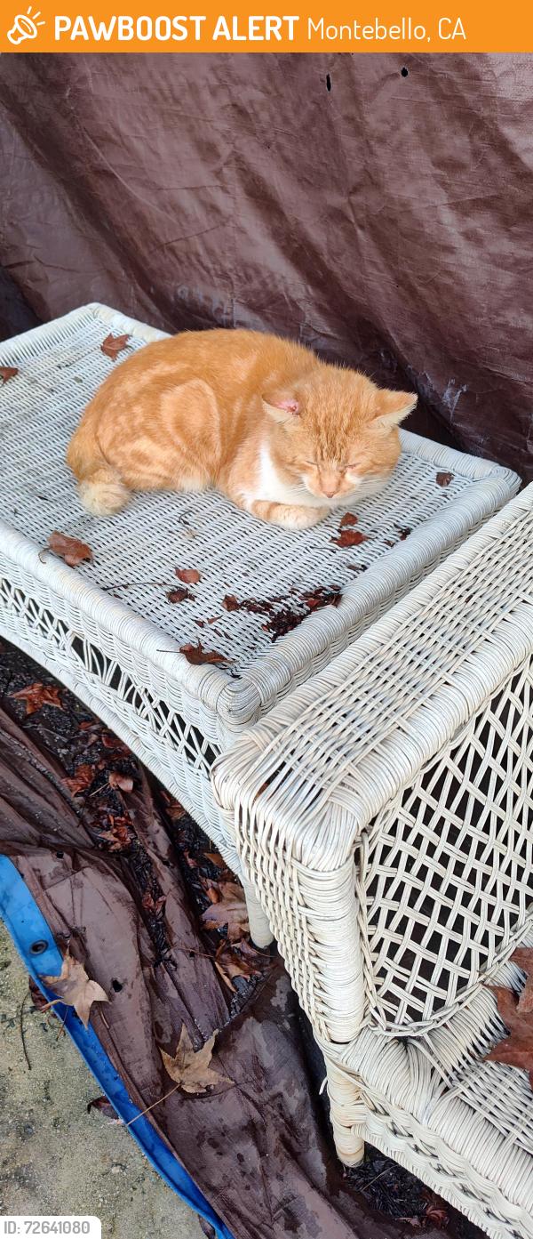 Found/Stray Unknown Cat last seen 10th and Madison, Montebello , Montebello, CA 90640