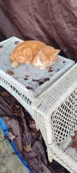 Found/Stray Unknown Cat last seen 10th and Madison, Montebello , Montebello, CA 90640