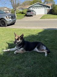 Found/Stray Female Dog last seen Leader ave, Foothill Farms, CA 95841