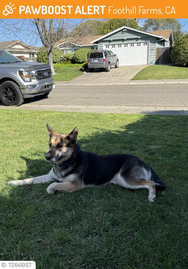 Found/Stray Female Dog last seen Leader ave, Foothill Farms, CA 95841