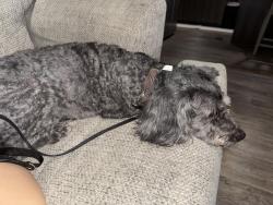 Found/Stray Male Dog last seen Air plumbing today company, San Antonio, TX 78247