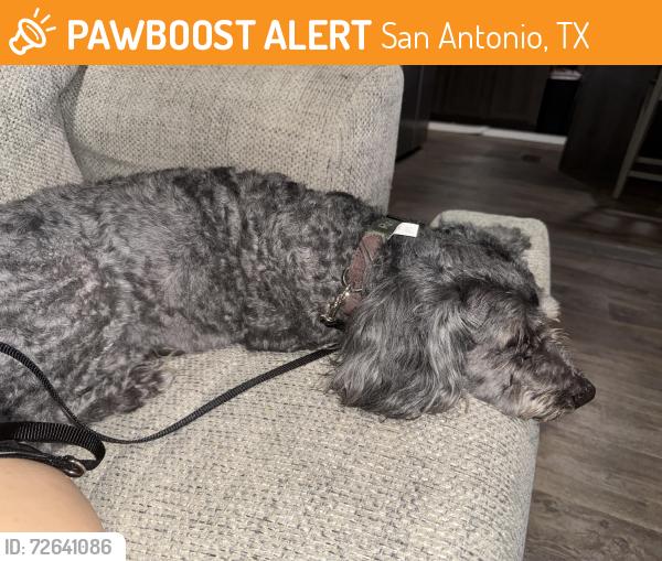 Found/Stray Male Dog last seen Air plumbing today company, San Antonio, TX 78247