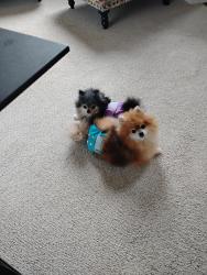 Lost Female Dog last seen Paces green neighborhood, Smyrna, GA 30080