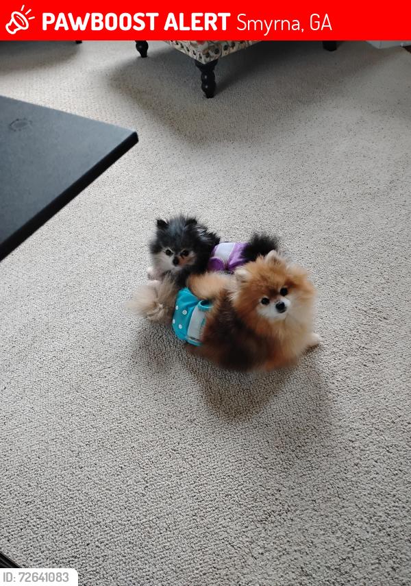 Lost Female Dog last seen Paces green neighborhood, Smyrna, GA 30080