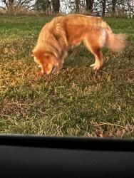 Found/Stray Female Dog last seen Independence and Moore street she is actually roaming around independence blvd all the way to Staffordshire, Missouri City, TX 77489