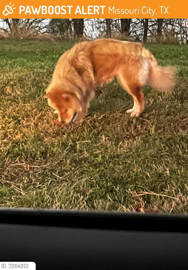 Found/Stray Female Dog last seen Independence and Moore street she is actually roaming around independence blvd all the way to Staffordshire, Missouri City, TX 77489