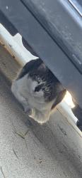 Found/Stray Male Cat last seen Mound, Ventura, CA 93003