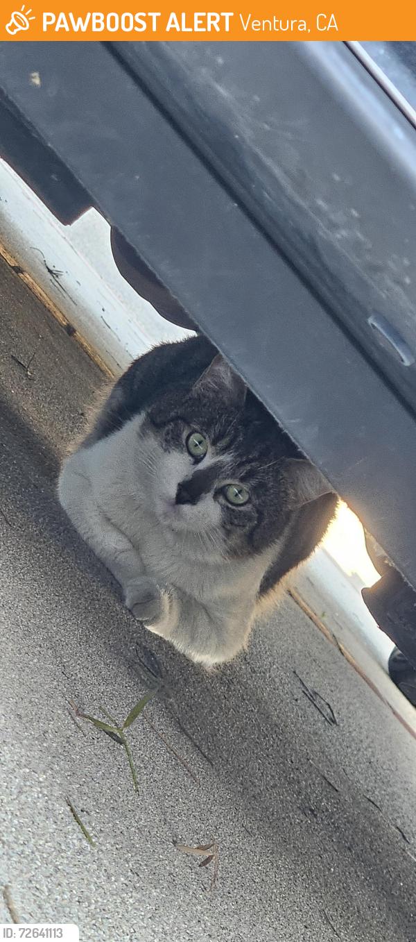 Found/Stray Male Cat last seen Mound, Ventura, CA 93003