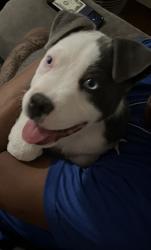 Found/Stray Male Dog last seen Near lone eagle, Fort Worth, TX 76108