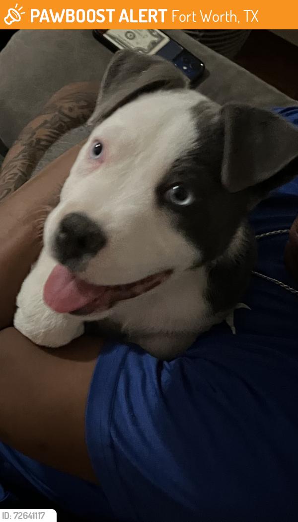 Found/Stray Male Dog last seen Near lone eagle, Fort Worth, TX 76108