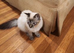 Lost Female Cat last seen Folsom Blvd & Trader Joes, Sacramento, CA 95819