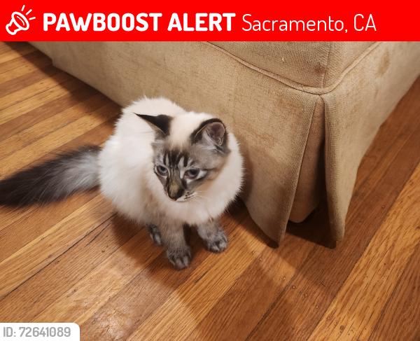 Lost Female Cat last seen Folsom Blvd & Trader Joes, Sacramento, CA 95819