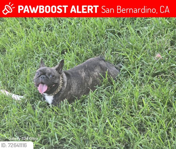 Lost Female Dog last seen Pepper st , San Bernardino, CA 92403