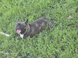 Lost Female Dog last seen Pepper st , San Bernardino, CA 92403