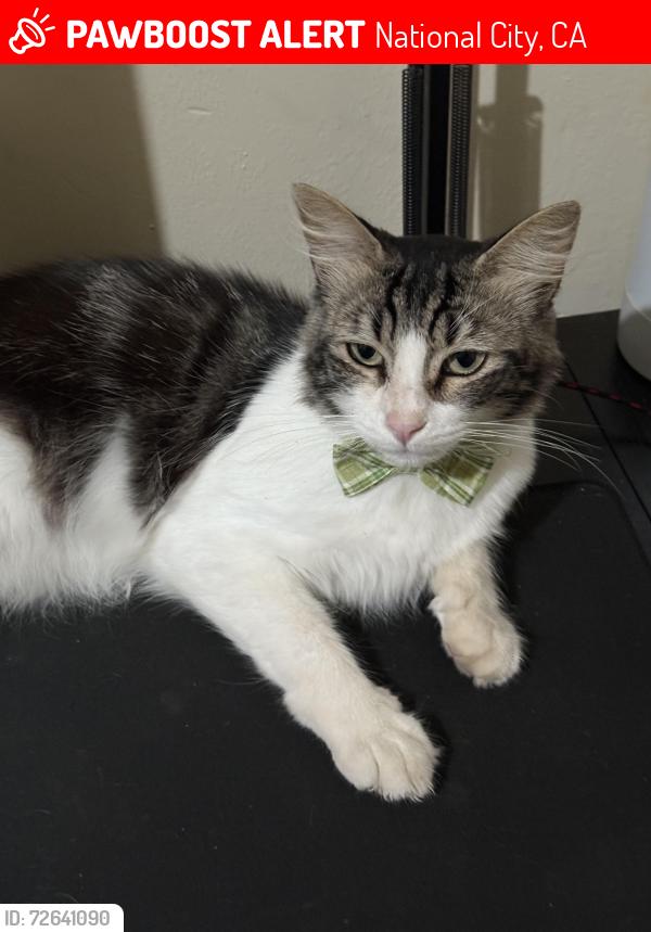 Lost Male Cat last seen Near E 5th, National City, 91950, National City, CA 91950