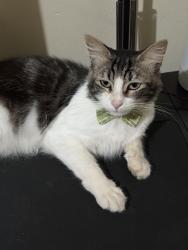 Lost Male Cat last seen Near E 5th, National City, 91950, National City, CA 91950