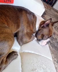 Reunited Male Dog last seen Lakeside remington point , BVL, FL 34743