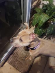 Found/Stray Male Dog last seen Ranlo ave, Gastonia, NC 28054