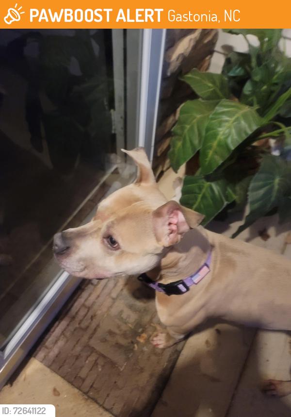 Found/Stray Male Dog last seen Ranlo ave, Gastonia, NC 28054