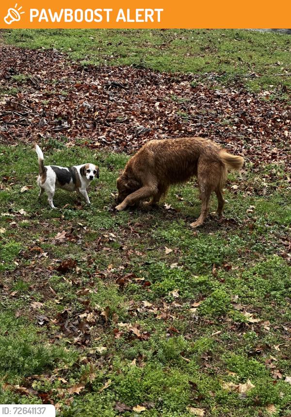Found/Stray Male Dog last seen Chickasaw circle Sharpsburg, GA, Thomas Crossroads, GA 30277