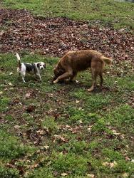 Found/Stray Male Dog last seen Chickasaw circle Sharpsburg, GA, Thomas Crossroads, GA 30277