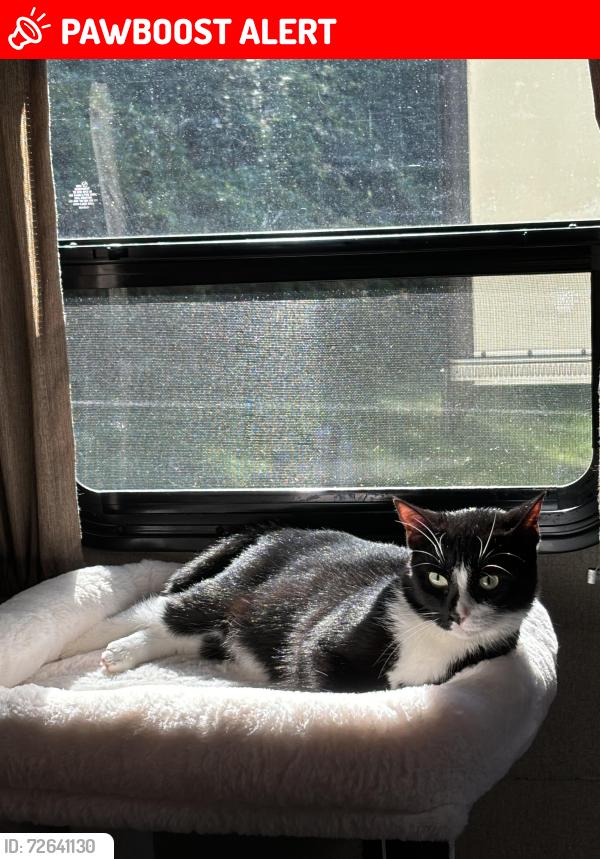 Lost Female Cat last seen On property , West Palm Beach, FL 33415