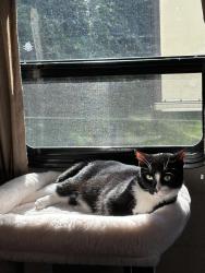Lost Female Cat last seen On property , West Palm Beach, FL 33415