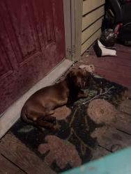 Found/Stray Male Dog last seen New Bowers and Smith, Lexington, NC 27292