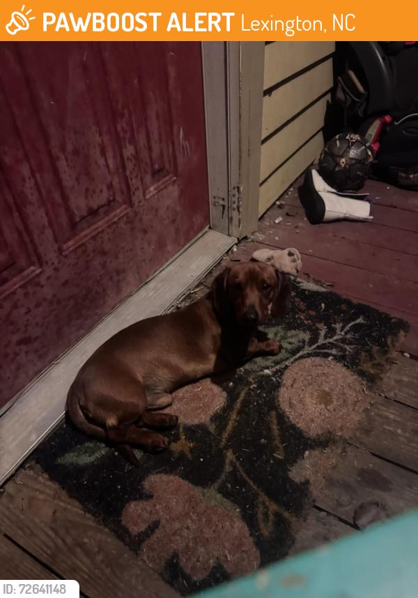 Found/Stray Male Dog last seen New Bowers and Smith, Lexington, NC 27292