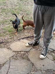 Found/Stray Female Dog last seen Smith and new bowers, Lexington, NC 27292