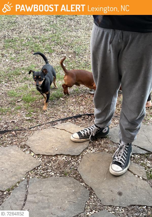 Found/Stray Female Dog last seen Smith and new bowers, Lexington, NC 27292