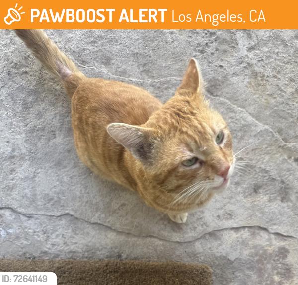 Found/Stray Male Cat last seen Louise Ave, Los Angeles, CA 91344