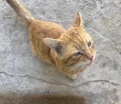 Found/Stray Male Cat last seen Louise Ave, Los Angeles, CA 91344