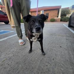 Found/Stray Female Dog last seen Dobson & Queen Creek, Chandler, AZ 85286