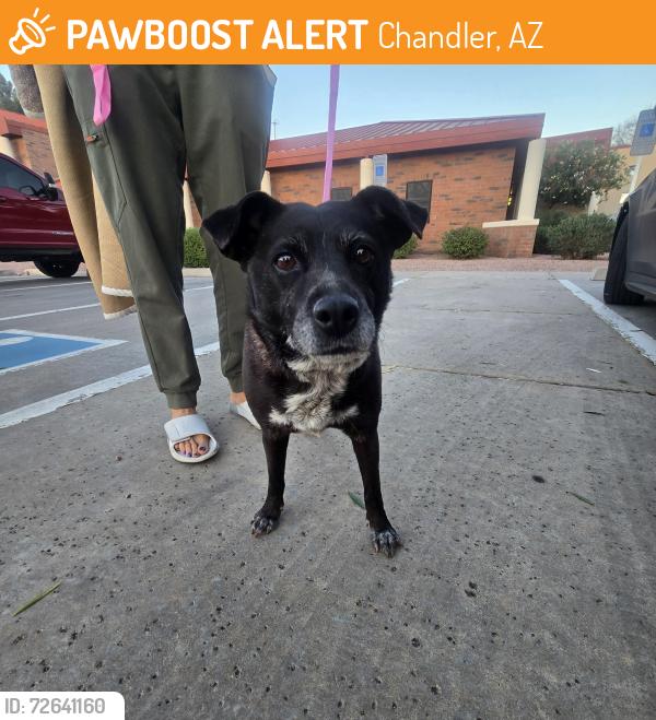 Found/Stray Female Dog last seen Dobson & Queen Creek, Chandler, AZ 85286