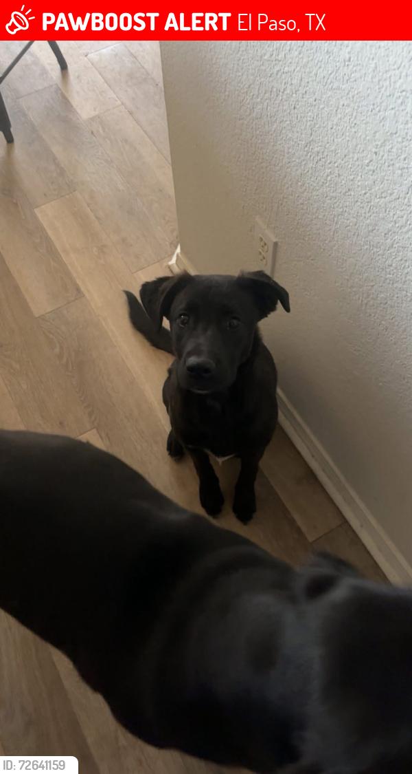 Lost Male Dog last seen Purple Heart Elementary , El Paso, TX 79938